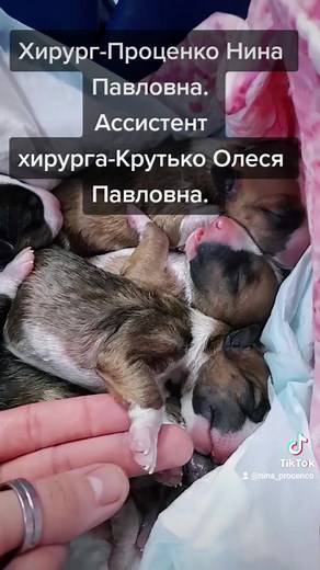 Pit Bull Dog Giving Birth to Puppies in Care Setting