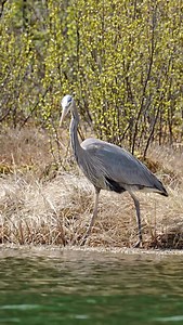 Great Blue Heron lake side fishing. | Ken Anderson Photography