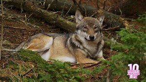 Eurasian Wolf Resting in the Forest