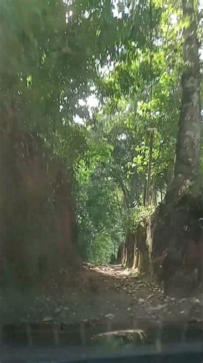 Serene Forest Walk for Deep Relaxation and Stress Relief.|Fun with nature