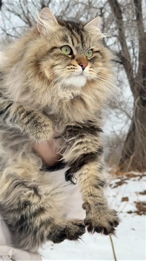 Siberian Forest Cat Playing in Snow ❄️ | Cute Winter Pet Adventure & Outdoor Tips