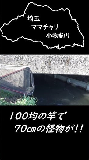 100均竹竿の伝説が始まる #fishing #釣り #大物釣り