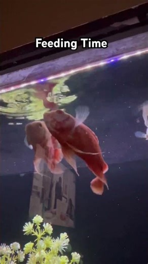 ❤️ #arowana #aquarium #fishkeeping #aquascape #viral #fishshorts #trending #guppyfish #breeding #og