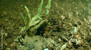 The Broad Clawed Crayfish (Astacus astacus) is hiding under a sponge. Stock Video