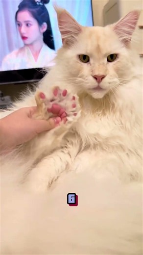 Why Sailors Loved These 7-Toed Cats 😲