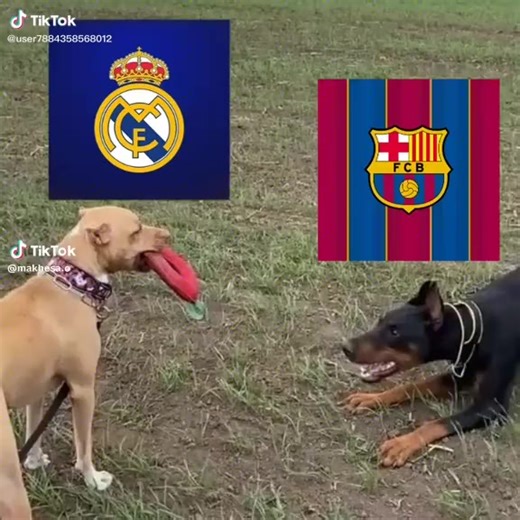 dog step 120 (@dog_step)’s videos with original sound - dog step 120
