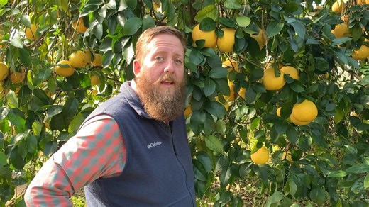 Citrus are fruiting in Louisiana. LSU AgCenter horticulture agent Will Afton discusses how to keep your growing citrus fruit fresh, citrus growing zones in Louisiana and when and how to prune citrus trees. | LSU AgCenter