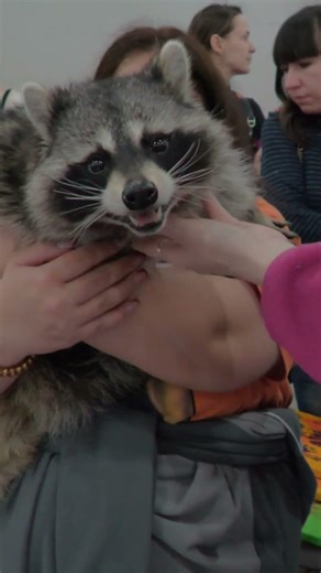 [RU] Moscow: Walking Tour [Raccoon sniffing camcorder / Panasonic HC-X1600]