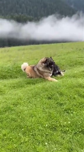 Caucasian Shepherd vs Wolf: The Ultimate Guardian! 🐺🐕