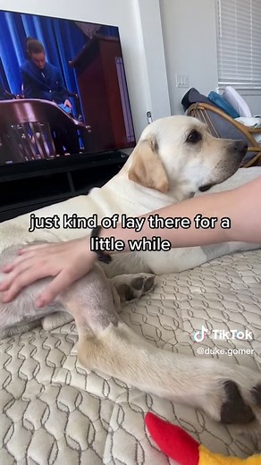 TPLO Surgery Recovery: Day 8 Physical Therapy Routine