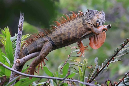 Iguanas Are Dropping Out of Florida Trees, Paralyzed and Appearing Dead. Here’s What’s Happening
