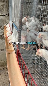 Step by step guide sa broiler chicken | Kahoneho