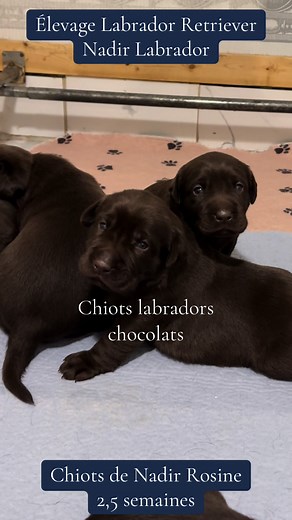 Période de transition chez les chiots labradors de Nadir Rosine 🤎. 5 mâles et 1 femelle de couleur chocolat (1M DlSP0). #nadirlabrador #labrador #eleveurlabradorretriever #elevagelabrador #chiotlabradorchocolat #chiotlabrador