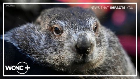 Can animals really predict spring weather in the Carolinas? | Weather IQ | Haystack News