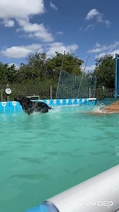 Labrador Oscar perfecting his diving technique and soaking me in the process 🤣💕🐾💦 | Canine Dip and Dive Maldon