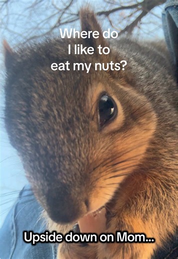 Francis the Squirrel likes to eat his nuts on Mom! #squirrel #Wildlife #cuteanimals #backyardwildlife #asmr