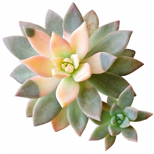 Echeveria Succulents | Types of Rosette Shaped Succulents for Sale