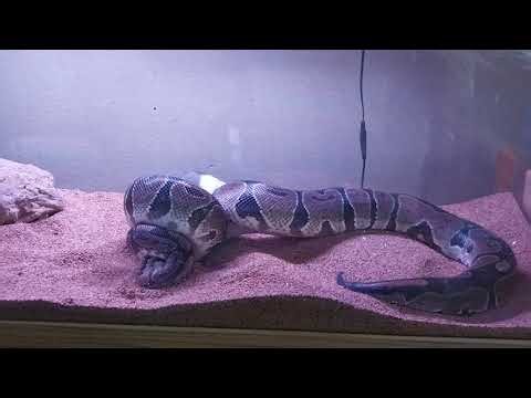 Ball Python eating a rat