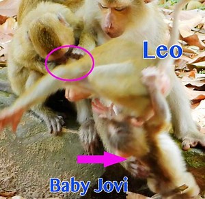 5.9K views · 173 reactions | OMG Sister Rainbow Bitten Baby Leo Fell Down On Baby Jovi Pull Push To The Ground So Pitiful | Monkey Daily TV | Facebook