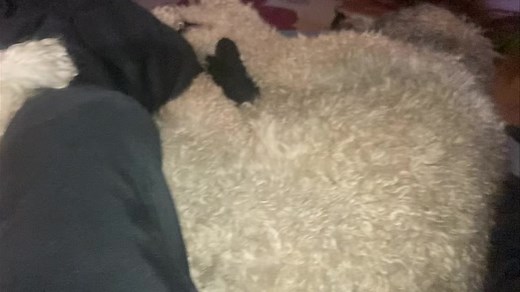 49 reactions · 4 comments | My reading chair this morning. Full of poodles. | Heidi Harris Show | Facebook