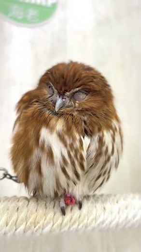 世界最小のフクロウ🦉モフモフ度は最大級だよ！ #秋葉原 #フクロウ販売 #アカスズメフクロウ