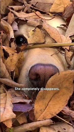 Leaf Piles Are This Dog’s Ultimate Playground | The Dodo