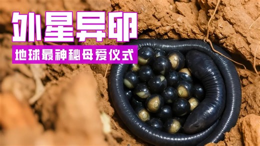 这不是外星卵！是地球最神秘的母爱仪式🐍💧