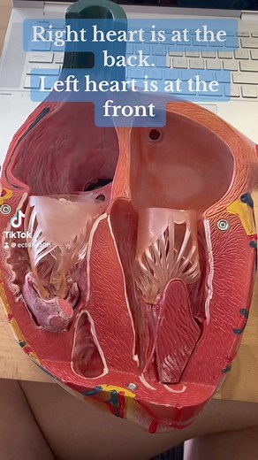 12K views · 176 reactions | Left right front back?? | ECT4Health- Nurse/Paramedic Education | Facebook