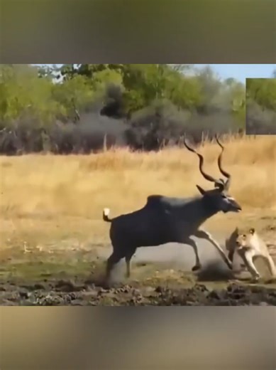 Cuando la leona ataca, ataca al kudu.