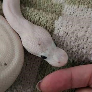 my beloved 💖✨️🐍 #ballpython #python #love #mybaby #snake #snakevideo #funny #pets