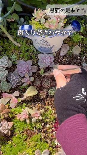 またまた斑入り森村万年草を多肉花壇に植えよう