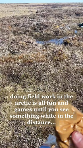 in the arctic if you see white in the distance its already too late 💀 but also its probably just a gull!! #biologist #wildlifebiologist #arctic #arcticbiology #ecology #biology #wetlands #science #womeninstem