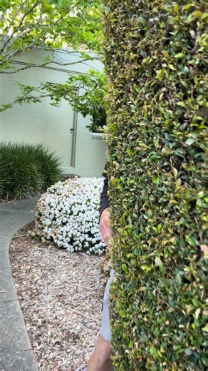 We have this fabulous hedging plant and it grows so fast. It’s called “Goodbye Neighbours”. I’ve got it growing in my garden and it screens my backyard and vegetable garden. I planted mine one metres apart and I started trimming them straight away. The more you tip prune this plant the faster it grows. I also raised up the garden so the roots are out of the clay and I’ve mulched around the base to keep the soil moist. It can be pruned at any height or width. I keep mine at head height so it’s ea