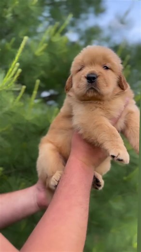 Adopt Charming Golden Retriever Puppies Today
