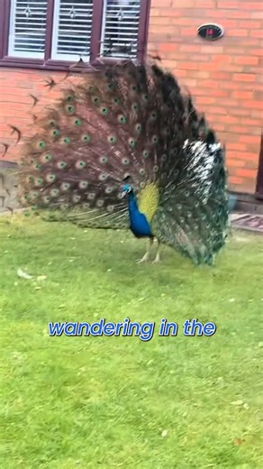 Charlie Cooper was stumped when he caught sight of peacocks climbing over next door's car. The 22-year-old went to investigate the scene and found around 10 peacocks wandering in the front garden. The footage was captured on Saturday (31 Jan). The local area in Oldham, Greater Manchester is known as “peacock estate” because the colourful, screeching birds roam there. Travel vlogger Charlie posted the clip online and in one clip you can see Charlie attempting to feed one of the peacocks, with one
