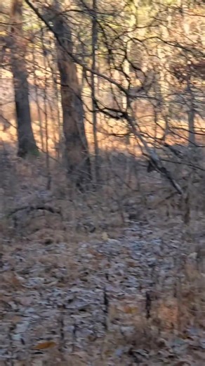 22K views · 240 reactions | Peter Cottontail had a very bad day. #missing #guidedrabbithunts | Catron's Kennel | Facebook