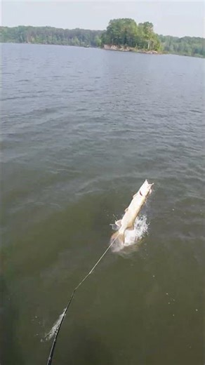Watch This WILD Musky Battle in the Weeds!!! #fish #musky #outdoors #fishinglife