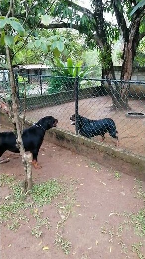 Powerful Rottweiler Attack: Two Guard Dogs Demonstrate Protective Behavior | The Wonder Of Nature