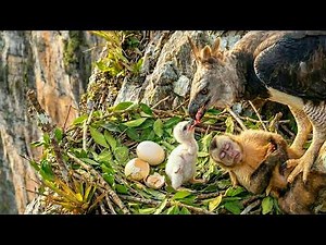 Harpy Eagle: 199 Days From Egg to Survivor - Part 2 | A Wildlife Documentary