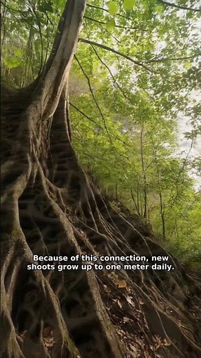 The Hidden Science of Sagano Bamboo Forest