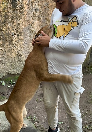 Conociendo al Puma: Rey de la Adaptación en Centroamérica