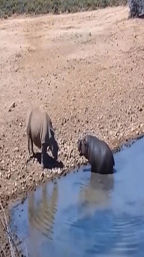 57K views · 518 reactions | The f.ight between the hippo and the lion | Animals World | Facebook