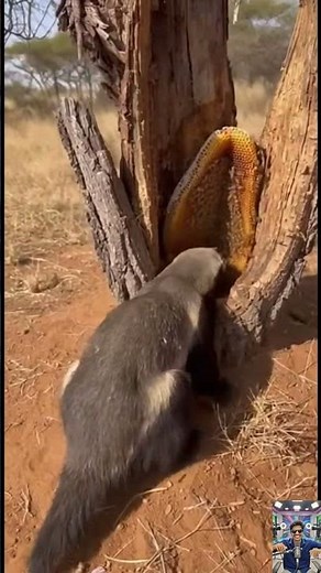 Fearless Honey Badger vs Swarm of Bees | Wild African Savanna