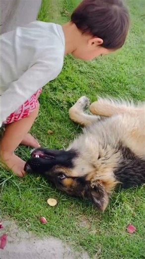 German shepherd friendship ❤️#germanshepheard #baby #frindship #puppy #dogbaby