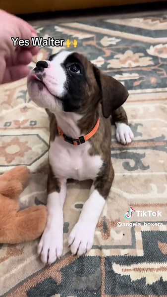 Good boy Walter .. sit , down , up and paw #foryoupagereels #boxer #boxerpuppy #boxersofinstagram #canada🇨🇦
