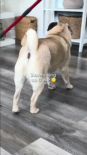 The Cutest Cleaning Video You'll See Today 🐾 | Vileda H2prO