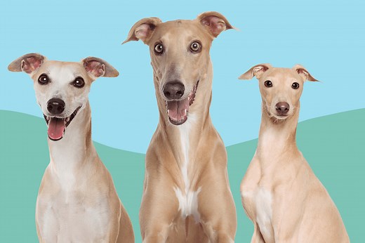 How Are Whippets and Italian Greyhounds Different?