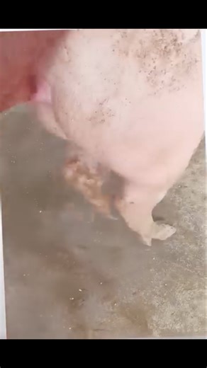 today's findings 🐖 | RIMBA