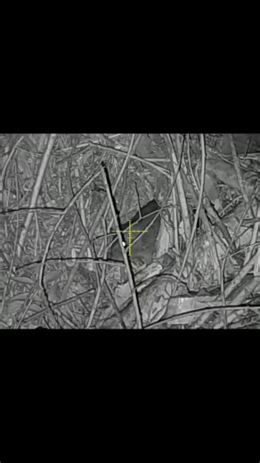 Clearing out farm pests with night vision precision shots | #shortvideo #ytshorts #trending