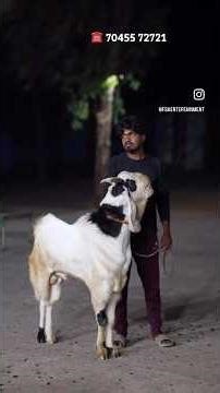 Big Andal Goats of Alam Bhai at Classic Goat Farm
